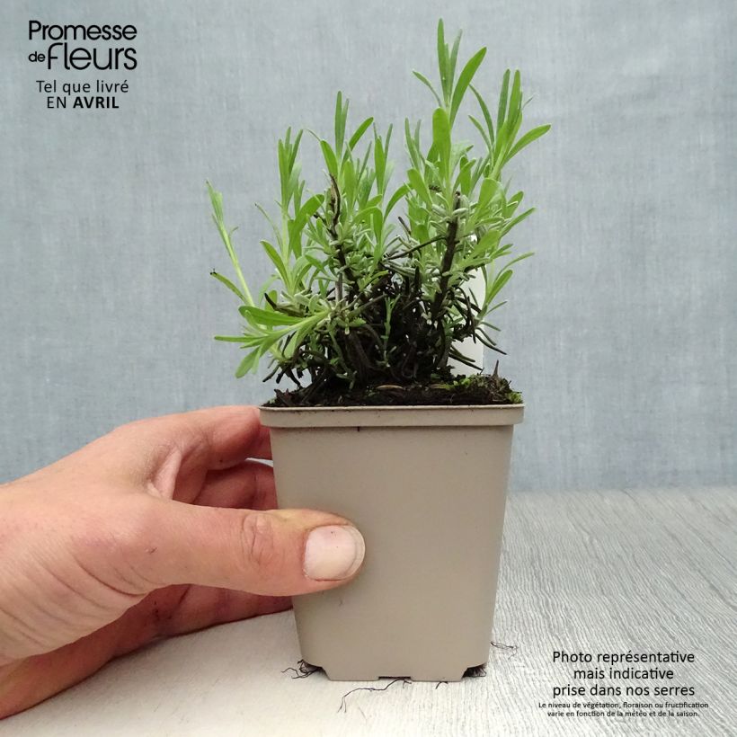 Exemplaar van Lavandula angustifolia Essence Purple - Echte lavendel Kweekpotje van 8/9 cm zoals geleverd in de lente