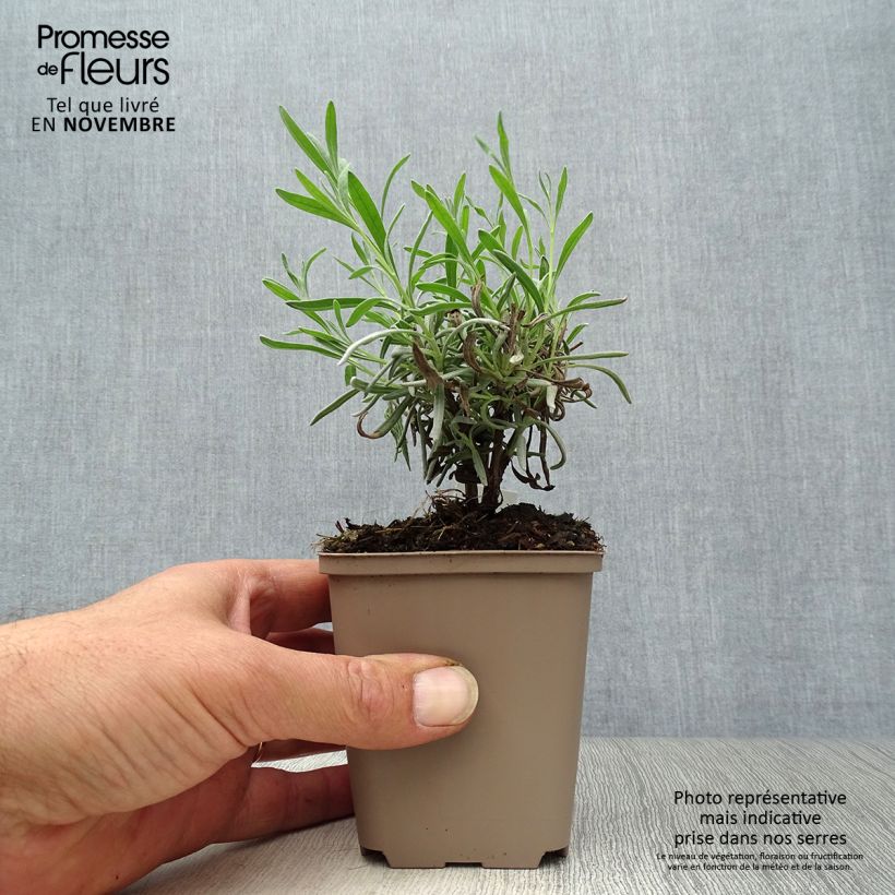 Exemplaar van Lavandula angustifolia Hidcote White - Echte lavendel Kweekpotje van 8/9 cm zoals geleverd in de herfst