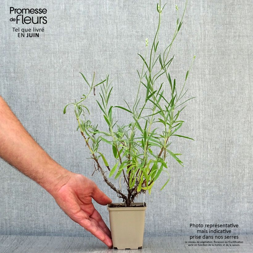 Exemplaar van Lavandula angustifolia Hidcote White - Echte lavendel Kweekpotje van 8/9 cm zoals geleverd in de zomer