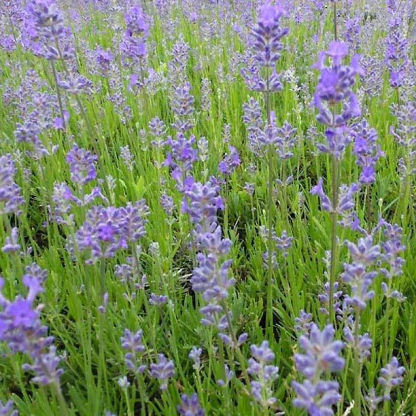 Lavandula angustifolia Middachten - Echte lavendel (Bloei)