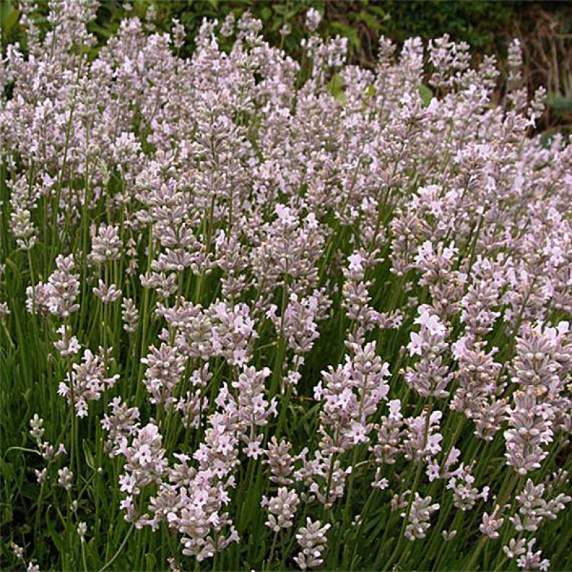 Lavandula angustifolia Rosea - Echte lavendel (Plant habit)
