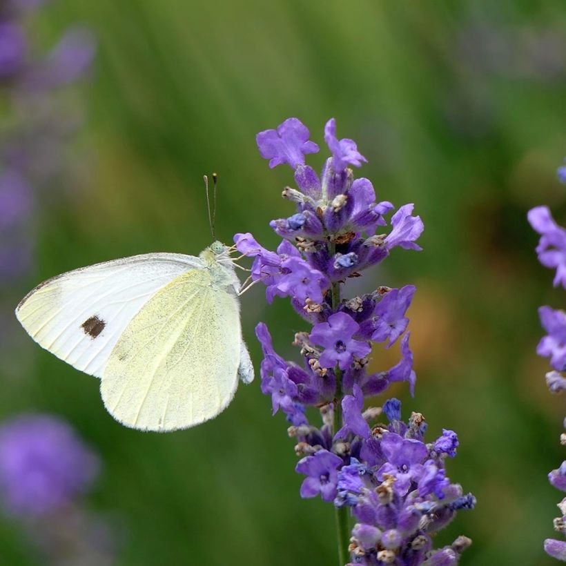 Lavandula angustifolia Siesta - Echte lavendel (Bloei)