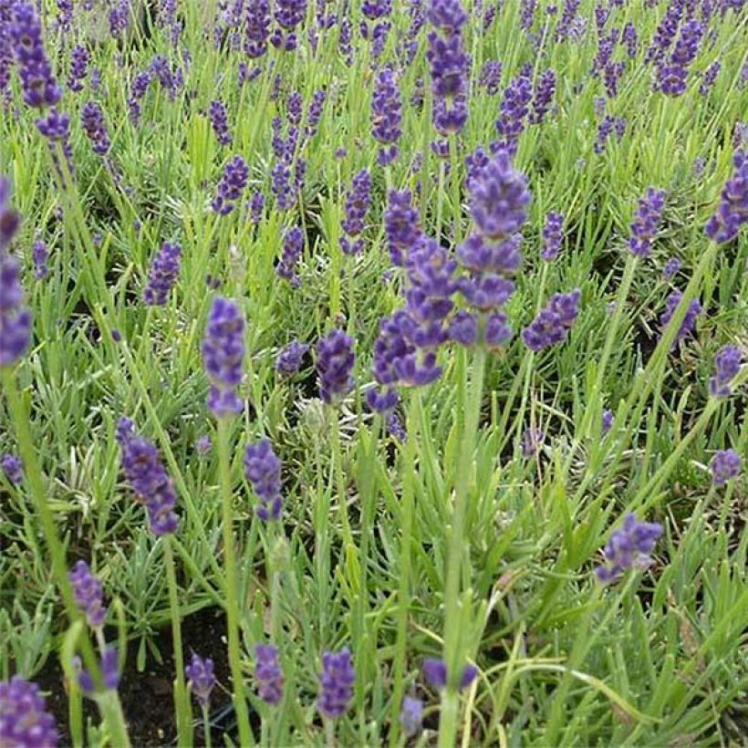 Lavandula angustifolia Twickel Purple - Echte lavendel (Bloei)