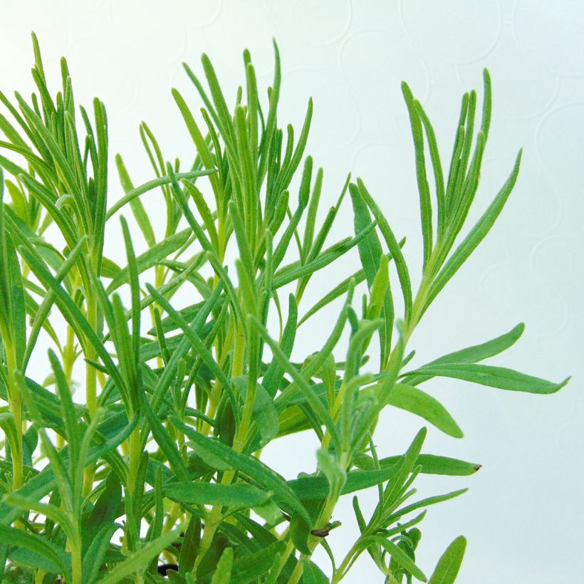 Lavandula angustifolia Twickel Purple - Echte lavendel (Blad)