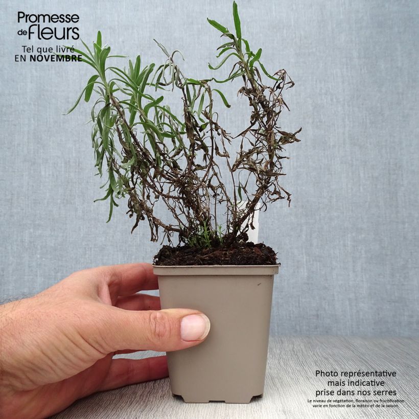 Exemplaar van Lavandula angustifolia Twickel Purple - Echte lavendel Kweekpotje van 8/9 cm zoals geleverd in de herfst