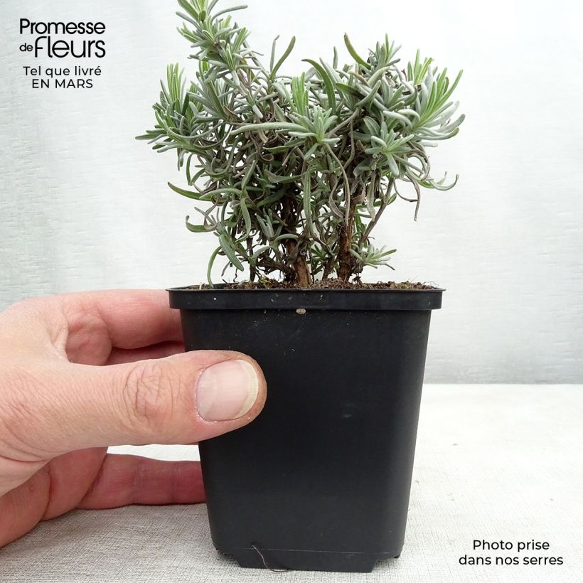 Exemplaar van Lavandula angustifolia Twickel Purple - Echte lavendel Kweekpotje van 8/9 cm zoals geleverd in de lente