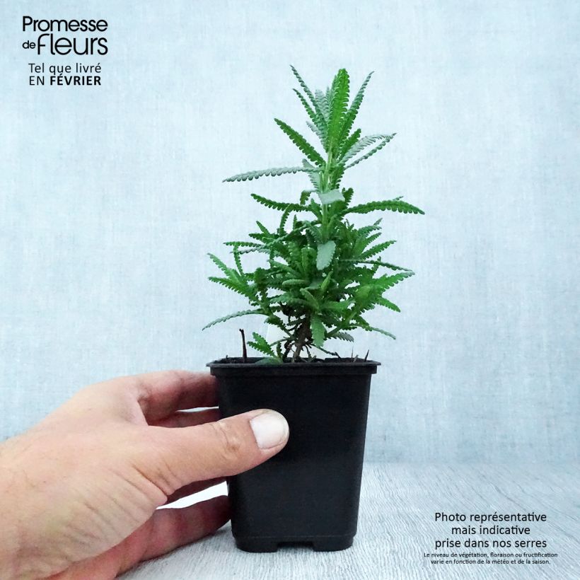 Exemplaar van Lavandula dentata - Franse lavendel Kweekpotje van 8/9 cm zoals geleverd in de herfst