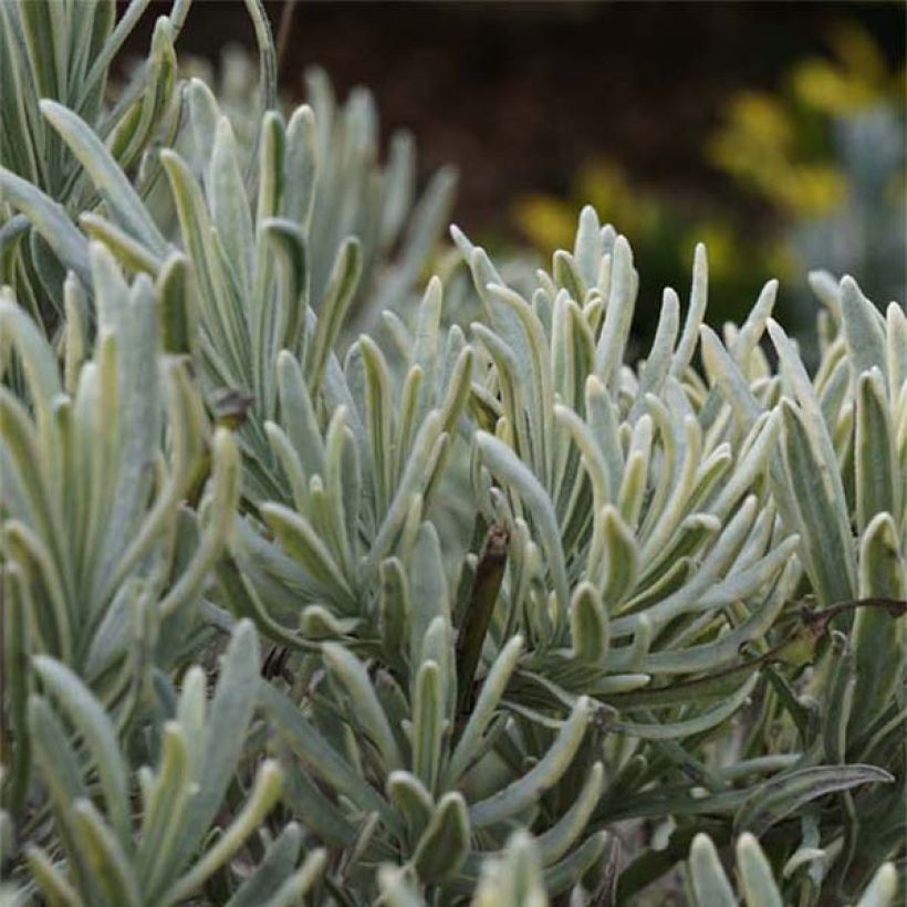 Lavandin Walburton's Silver Edge - Lavandula intermedia (Blad)