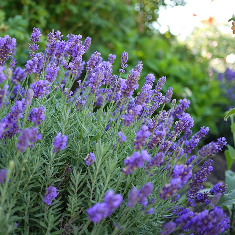 Lavandin - Lavandula intermedia (Bloei)