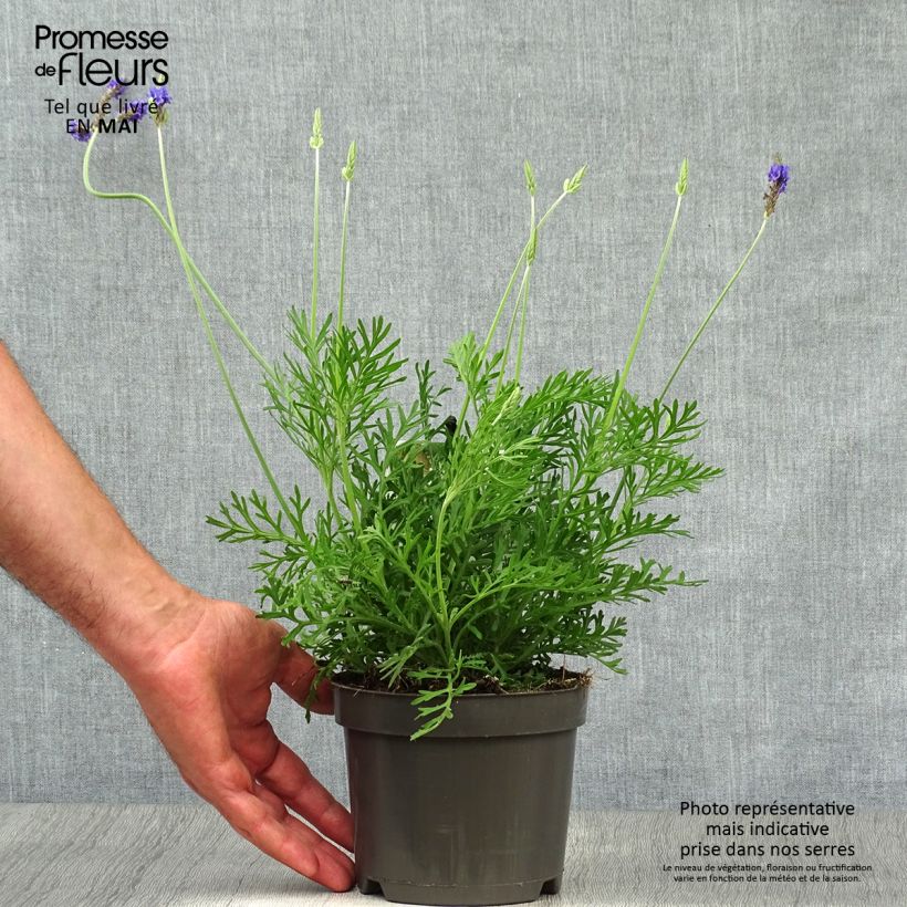 Exemplaar van Lavandula pinnata var. pinnata - Veerbladige lavendel Pot van 1,5 l/2 l zoals geleverd in de lente