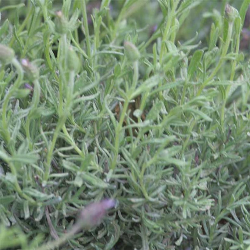 Lavandula stoechas Fat Head - Kuiflavendel (Blad)
