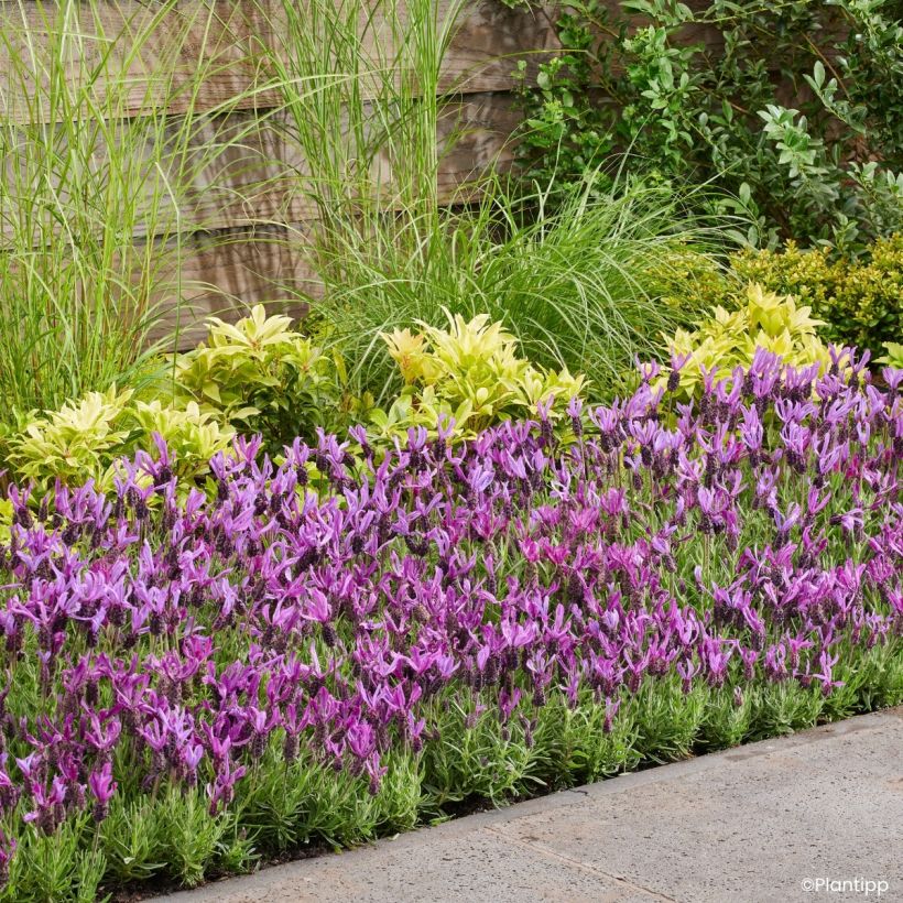 Lavandula stoechas Bella Toscane - Kuiflavendel (Groeiplaats)