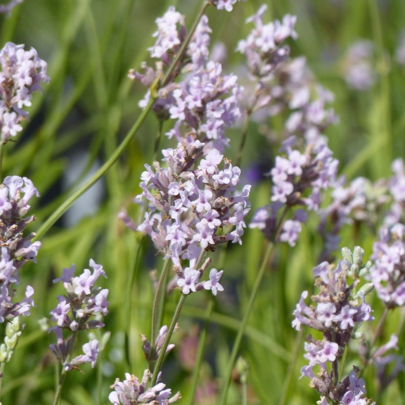 Lavandula angustifolia Rosea - Echte lavendel (Bloei)