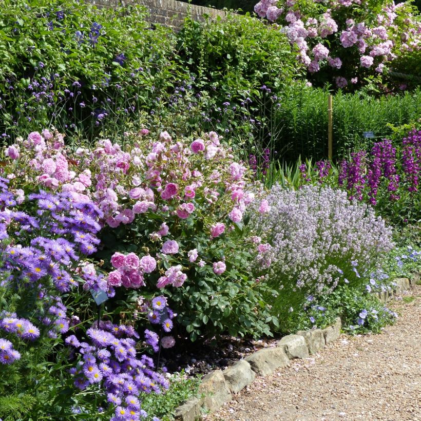 Lavandula angustifolia Rosea - Echte lavendel (Groeiplaats)