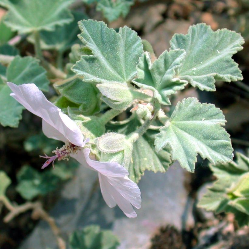 Lavatera maritima - Struikmalva (Blad)