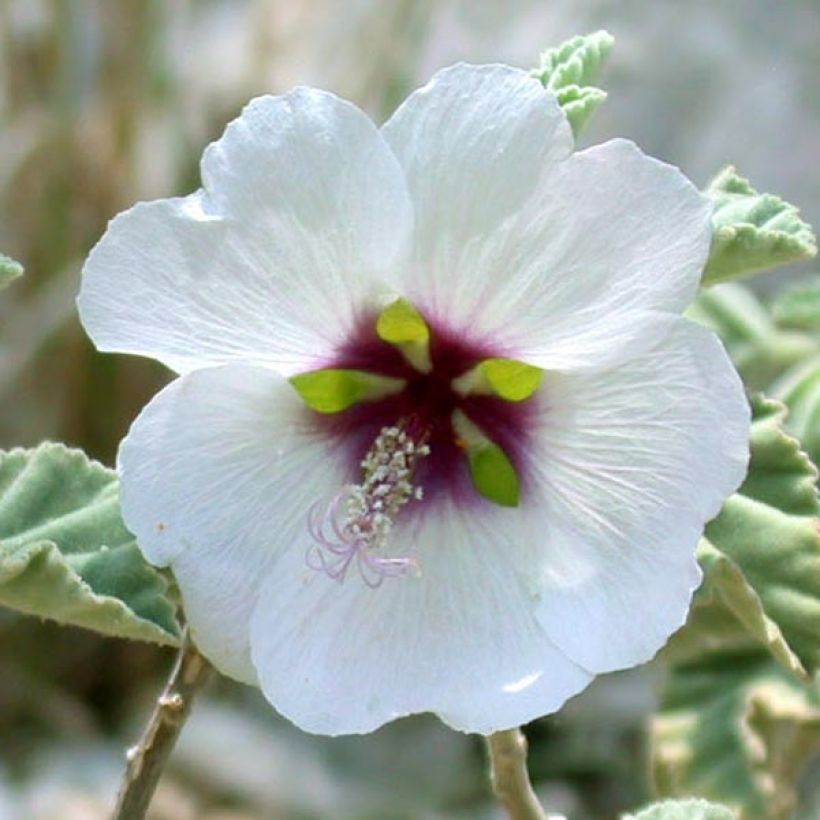 Lavatera maritima - Struikmalva (Bloei)
