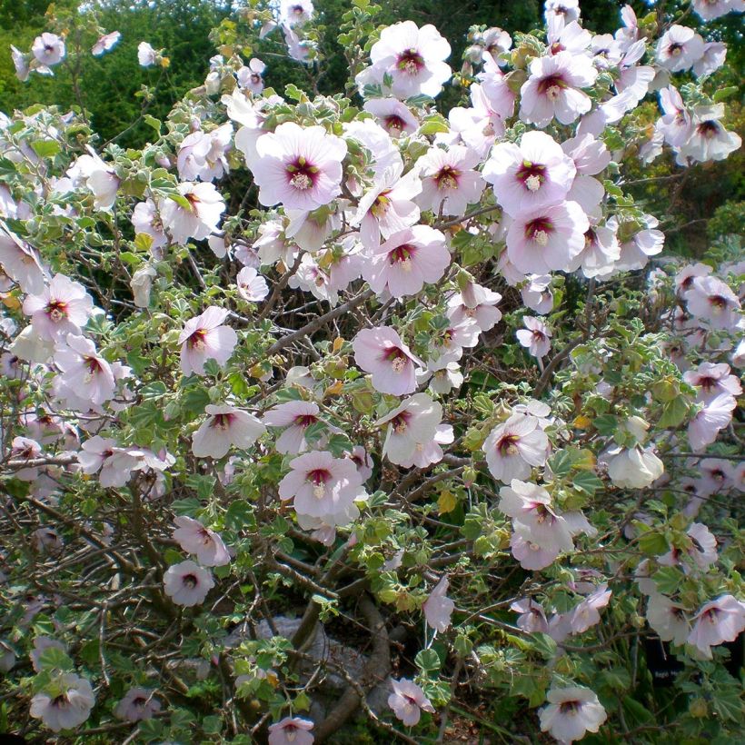 Lavatera maritima - Struikmalva (Groeiplaats)