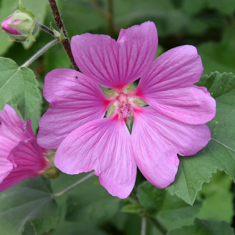 Lavatera olbia Rosea - Struikmalva (Bloei)