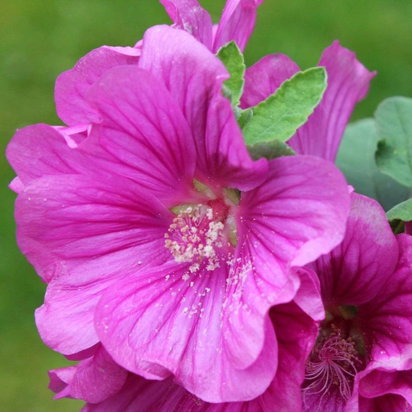 Lavatera thuringiaca Bredon Springs - Struikmalva (Bloei)