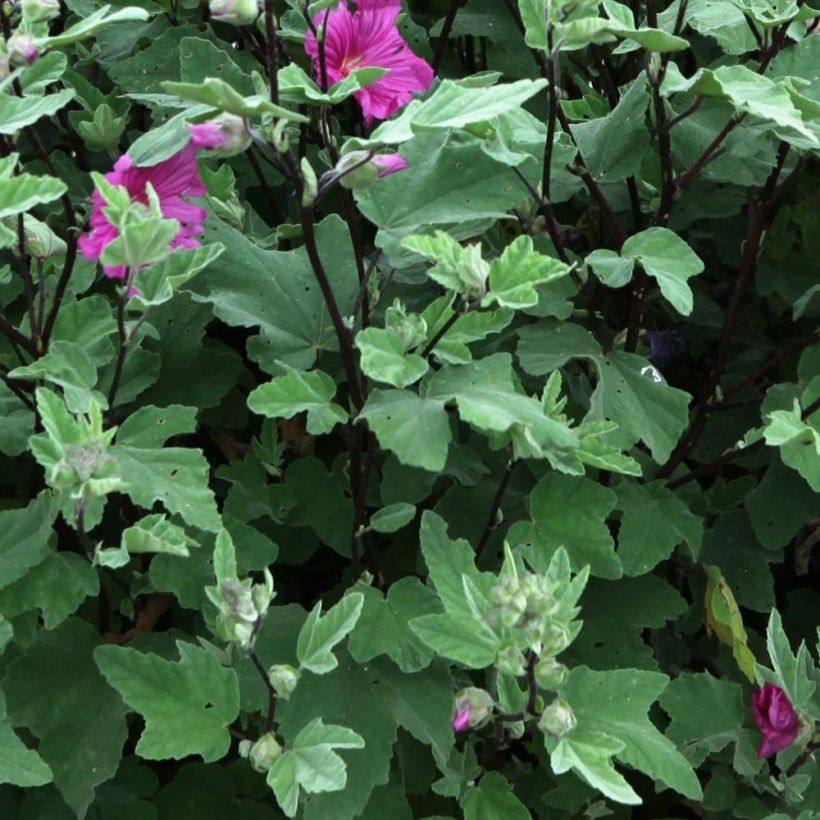 Lavatera thuringiaca Red Rum - Struikmalva (Blad)
