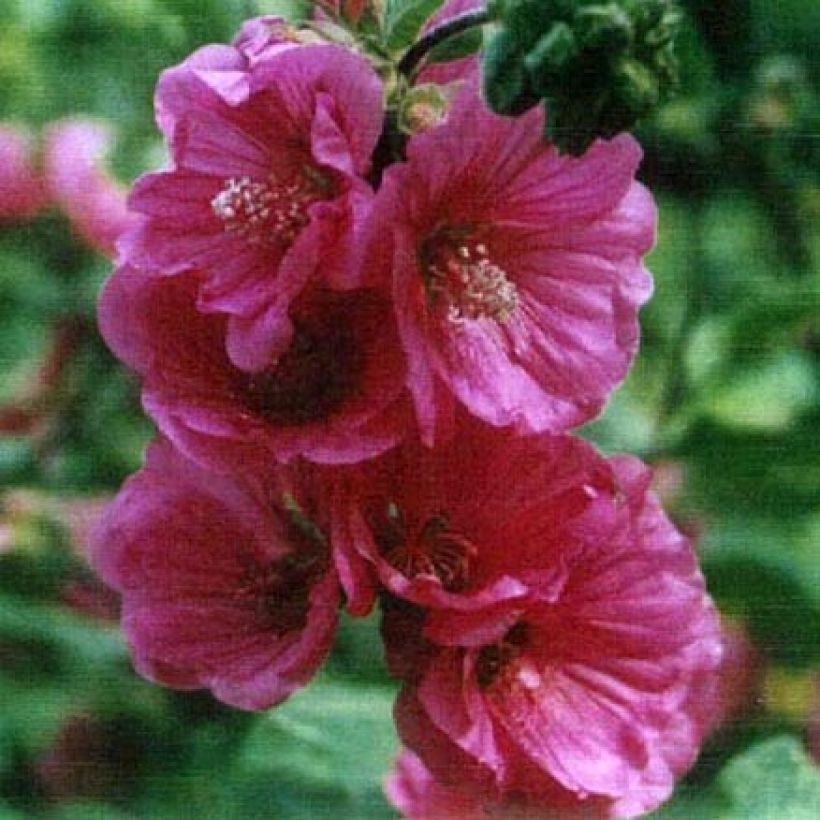 Lavatera thuringiaca Red Rum - Struikmalva (Bloei)