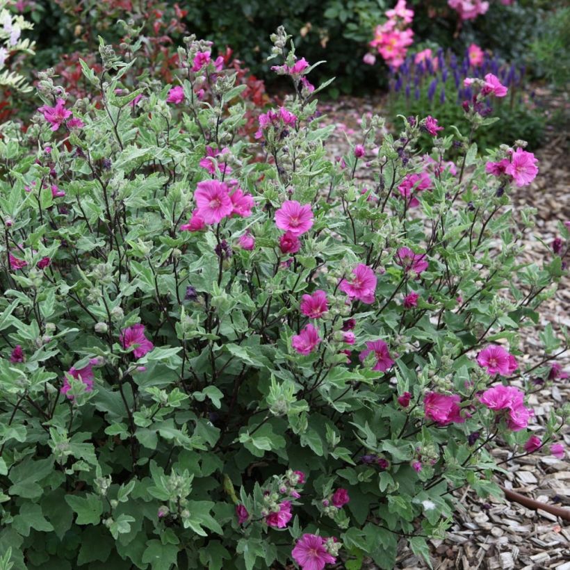 Lavatera thuringiaca Red Rum - Struikmalva (Groeiplaats)