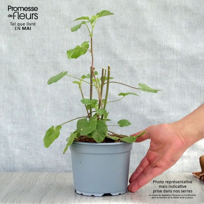 Exemplaar van Lavatera Barnsley - Struikmalva Pot van 2 l/3 l zoals geleverd in de lente