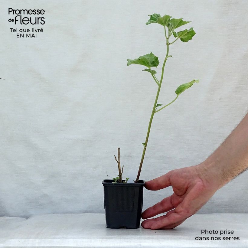 Exemplaar van Lavatera Barnsley Baby - Struikmalva Kweekpotje van 8/9 cm zoals geleverd in de lente