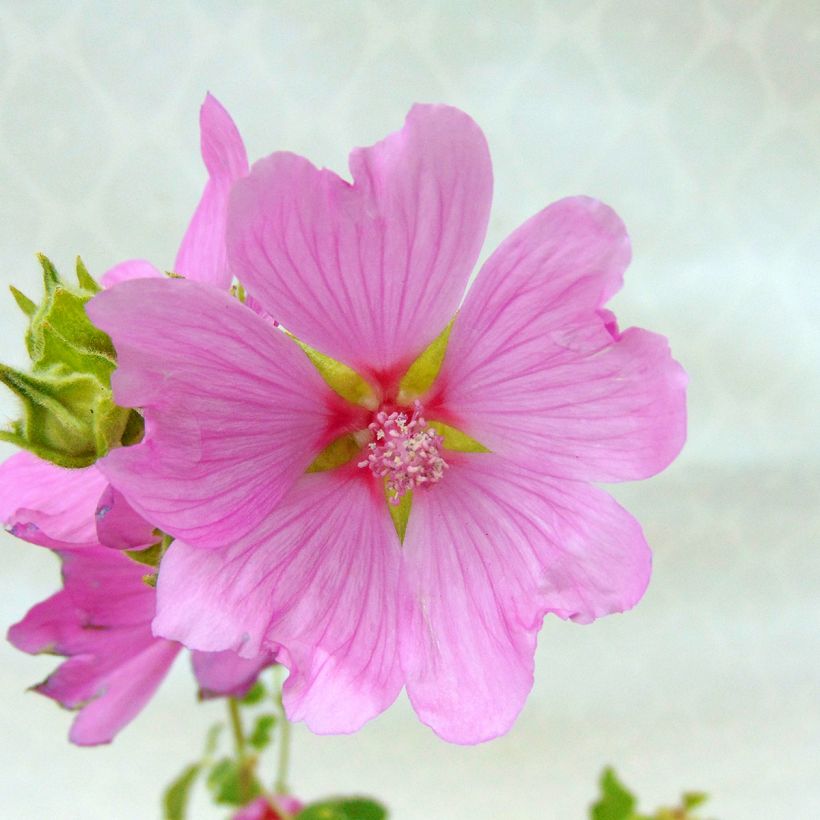 Lavatera Candy Floss – Struikmalva (Bloei)