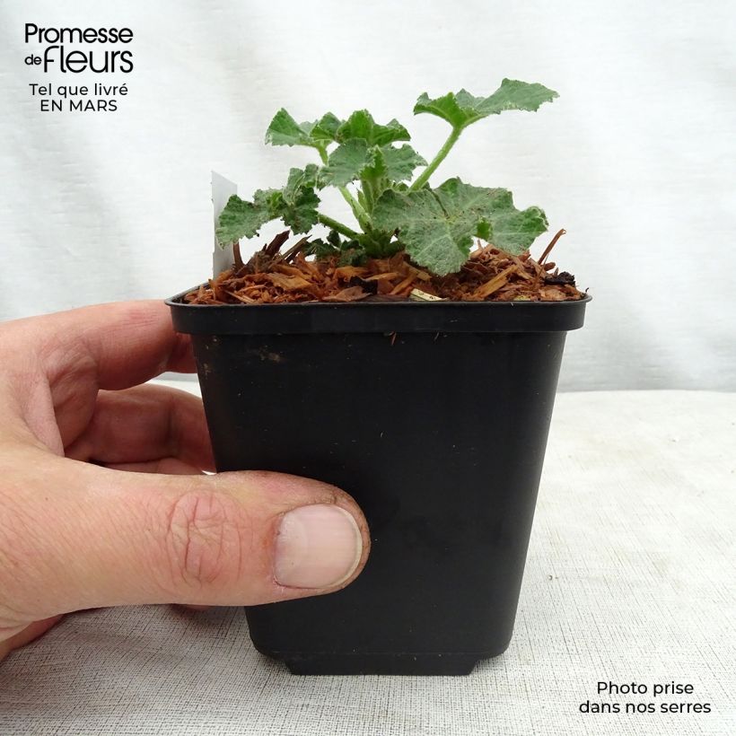 Exemplaar van Lavatera Wit Angel – Struikmalva Kweekpotje van 8/9 cm zoals geleverd in de lente