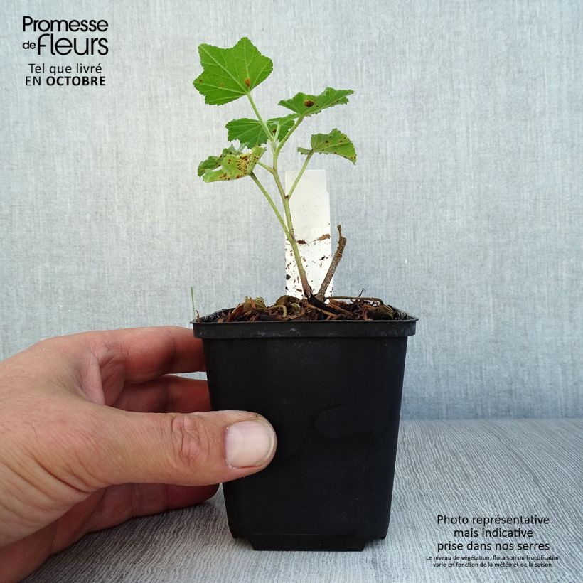 Exemplaar van Lavatera Wit Angel – Struikmalva Kweekpotje van 8/9 cm zoals geleverd in de herfst