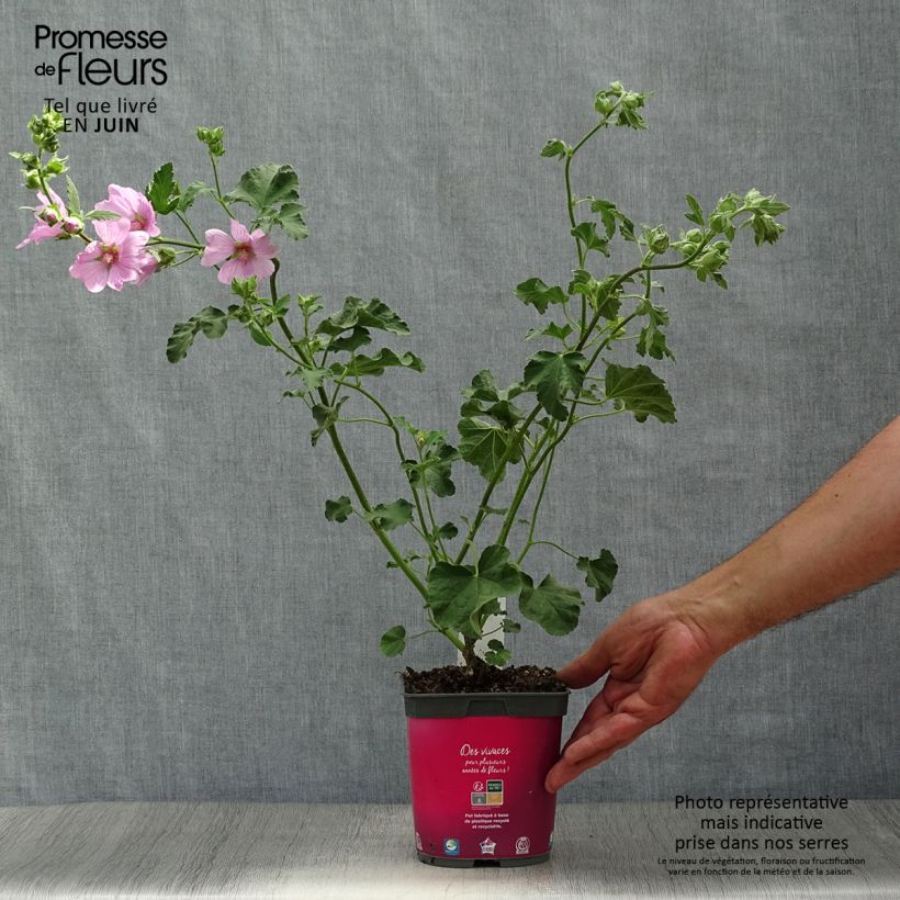 Exemplaar van Lavatera olbia Rosea - Struikmalva Pot van 2 l/3 l zoals geleverd in de zomer