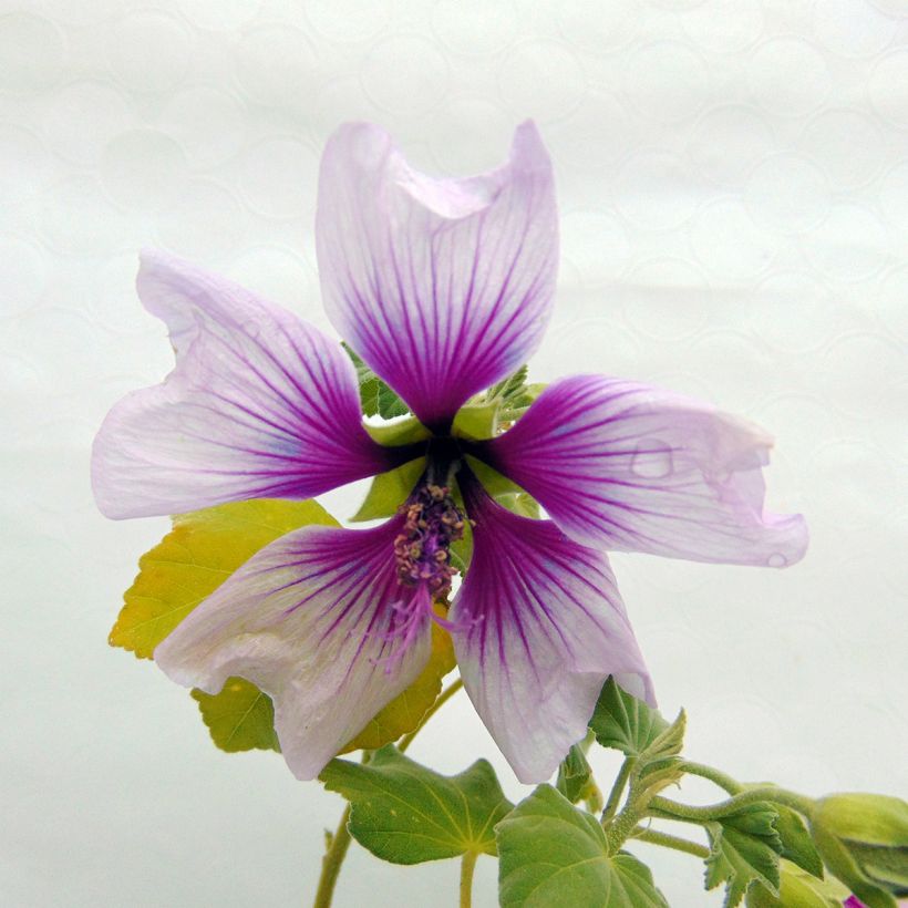 Lavatera maritima Bicolor - Struikmalva (Bloei)