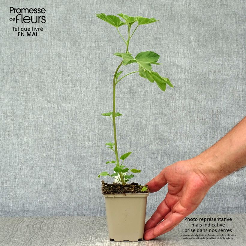 Exemplaar van Lavatera maritima Bicolor - Struikmalva Kweekpotje van 8/9 cm zoals geleverd in de lente