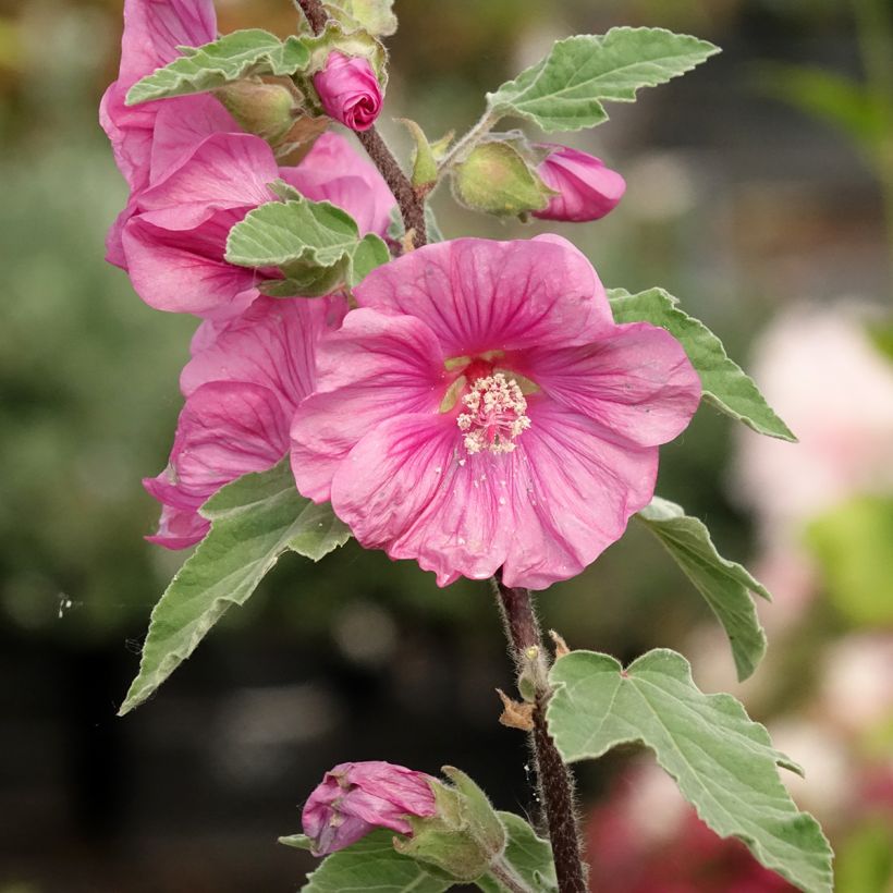 Lavatera thuringiaca Bredon Springs - Struikmalva (Bloei)