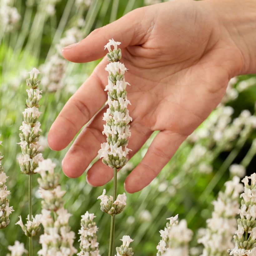 Lavandin Exceptional - Lavandula intermedia (Bloei)
