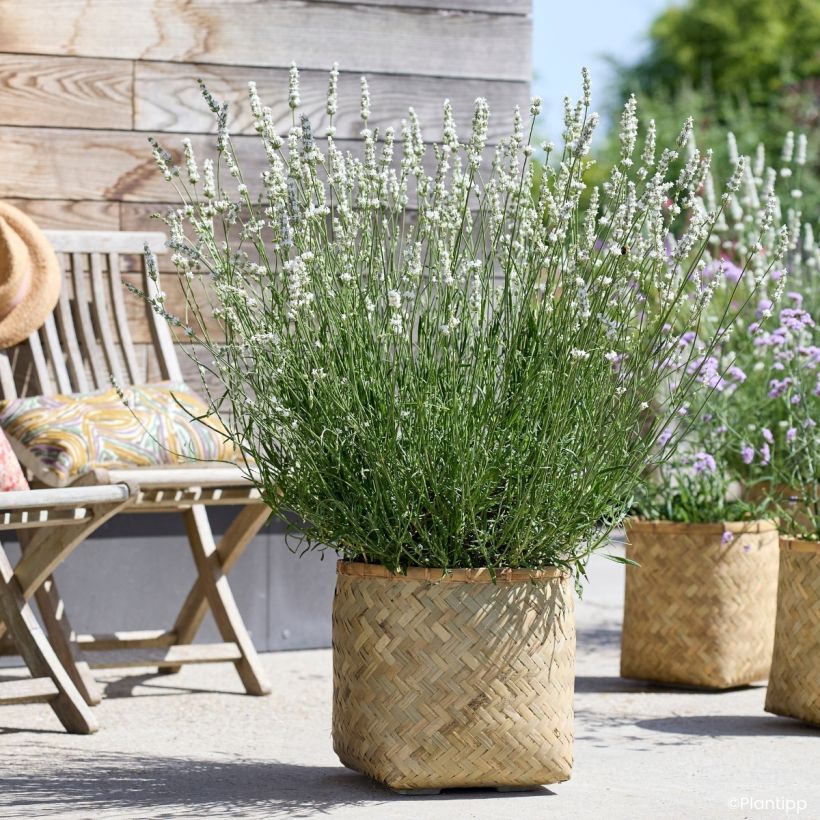 Lavandin Exceptional - Lavandula intermedia (Groeiplaats)