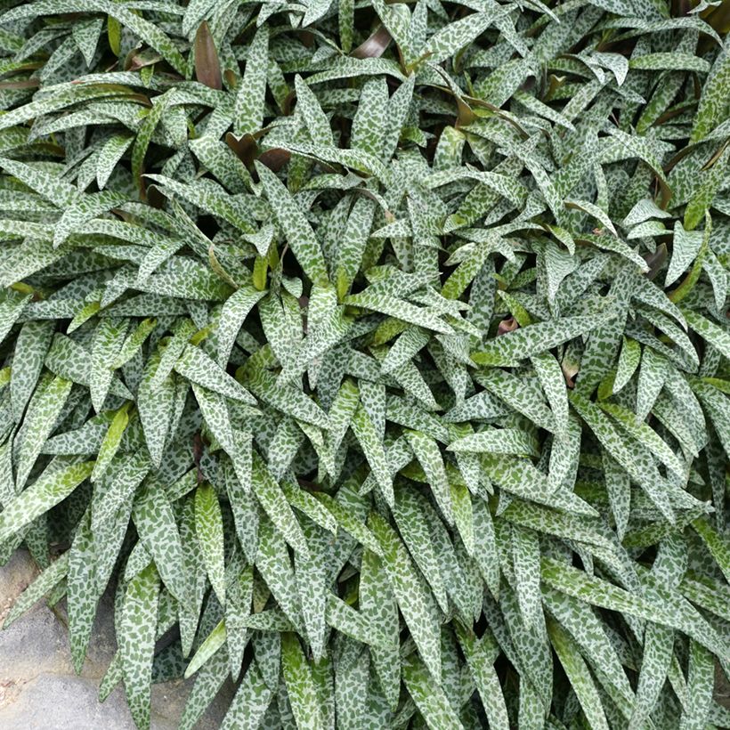 Ledebouria socialis - Zilverkruid (Blad)