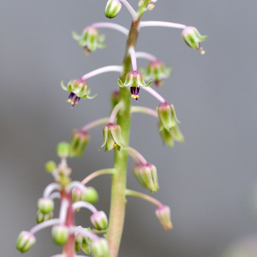 Ledebouria socialis - Zilverkruid (Bloei)