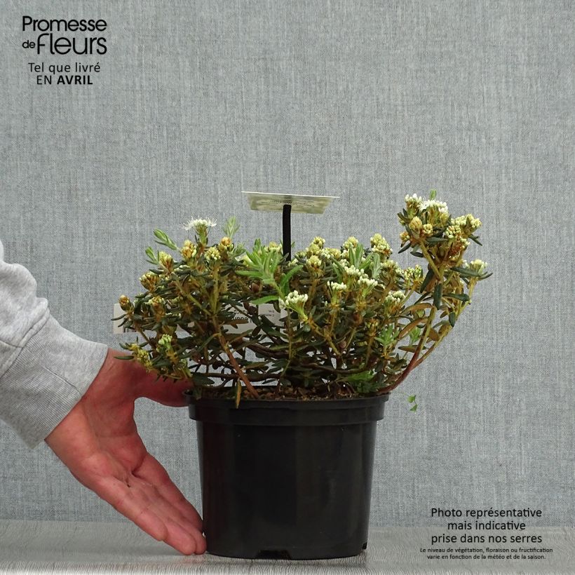 Exemplaar van Ledum groenlandicum Compactum - Moerasrozemarijn Pot van 2 l/3 l zoals geleverd in de lente