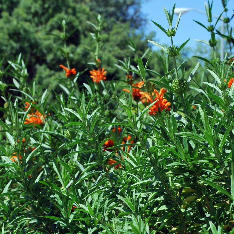 Leonotis leonurus - Leeuwenoor (Blad)