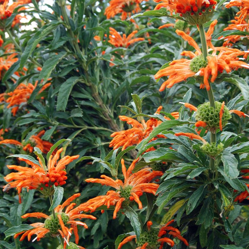Leonotis leonurus - Leeuwenoor (Bloei)