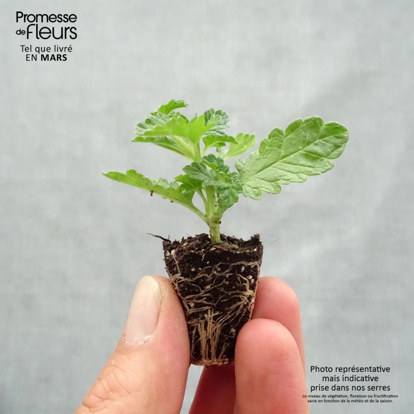 Exemplaar van Leonotis leonurus - Leeuwenoor Mini-mot Ø 3/4 cm zoals geleverd in de lente