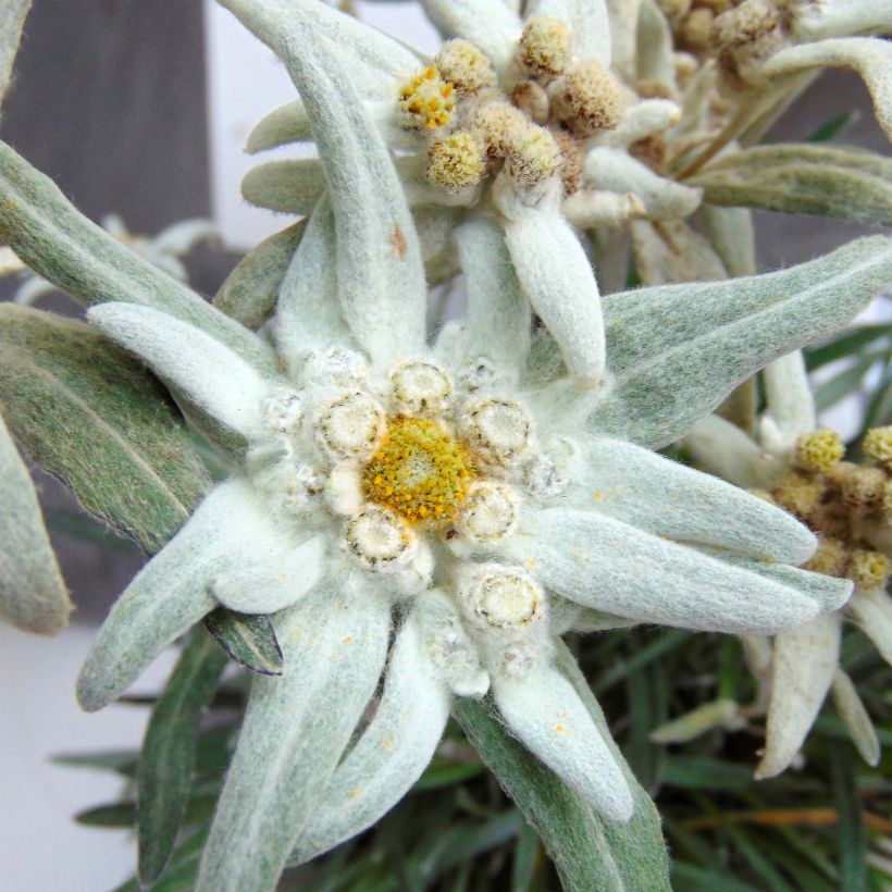 Leontopodium alpinum Blossom of Snow - Edelweiss (Bloei)