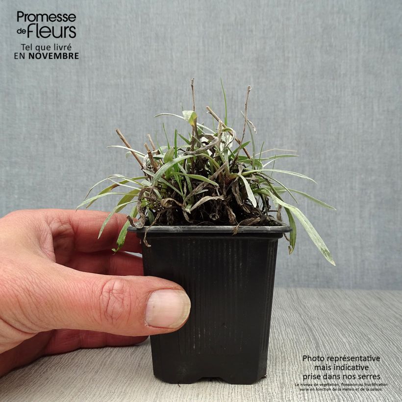 Exemplaar van Leontopodium alpinum Blossom of Snow - Edelweiss Kweekpotje van 8/9 cm zoals geleverd in de herfst