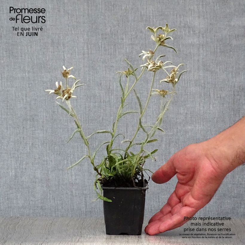 Exemplaar van Leontopodium alpinum Blossom of Snow - Edelweiss Kweekpotje van 8/9 cm zoals geleverd in de zomer