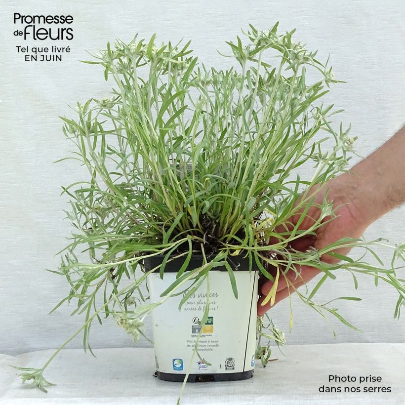 Exemplaar van Leontopodium alpinum Blossom of Snow - Edelweiss Pot van 2 l/3 l zoals geleverd in de zomer
