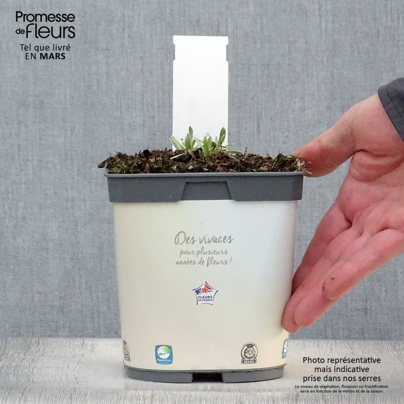 Exemplaar van Leontopodium alpinum Blossom of Snow - Edelweiss Pot van 2 l/3 l zoals geleverd in de lente