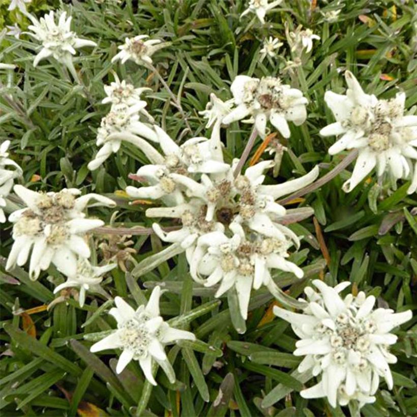 Leontopodium alpinum Mont Blanc - Edelweiss (Bloei)