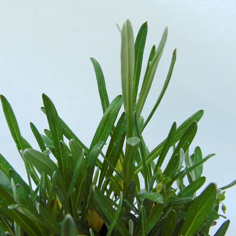 Leontopodium alpinum Mont Blanc - Edelweiss (Blad)